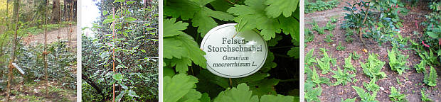 Eine Reihe Mehlbeeren wurde gepflanzt,die den oberen Weg betonen soll, besondere ursprüngliche Pflanzen haben ein Schild erhalten und die weitere Gestaltung des Waldgartens, hier mit einer Neuanpflanzung von Farn erfolgten 2012.